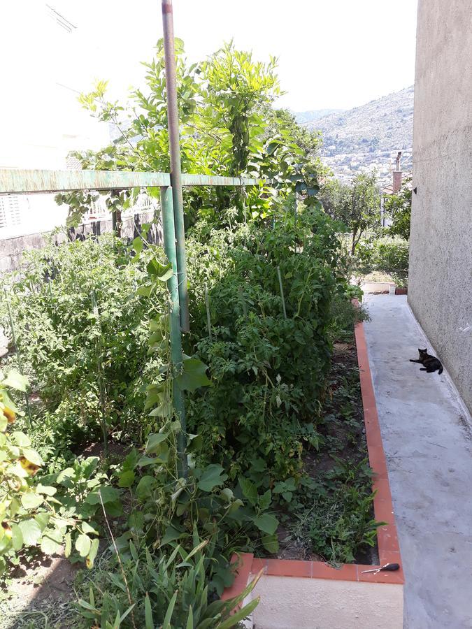 Studio Apartment Garden Dubrovnik Exterior foto